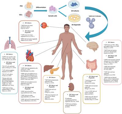 Recent Advances of COVID-19 Modeling Based on Regenerative Medicine